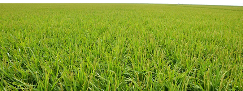 農藥91香蕉视频破解版