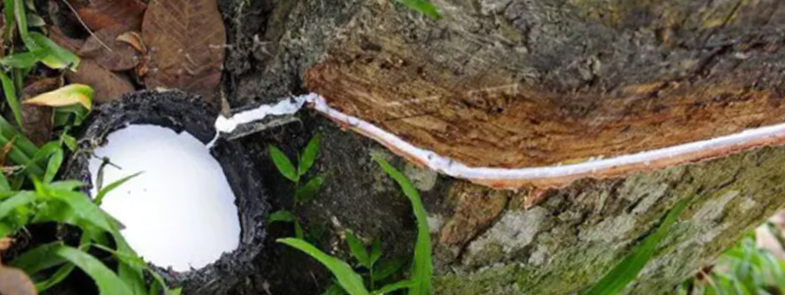 天然橡膠91香蕉视频破解版